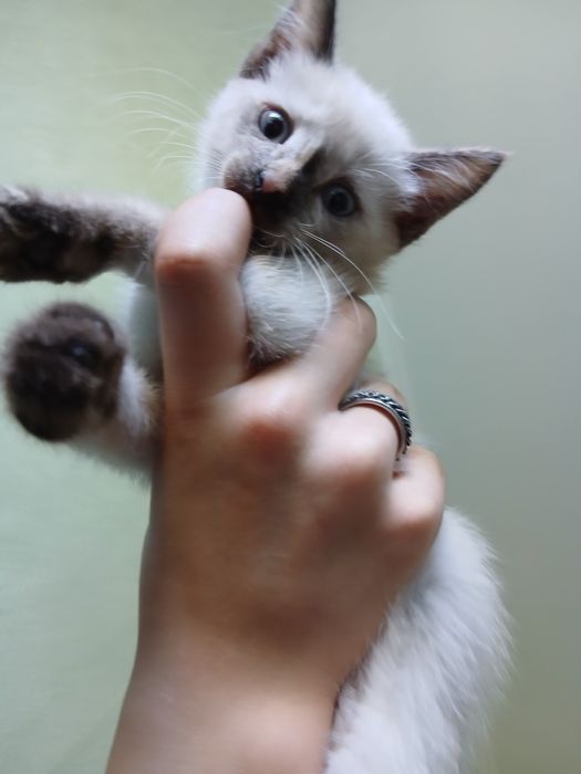Сиамский мальчик в хорошие руки!