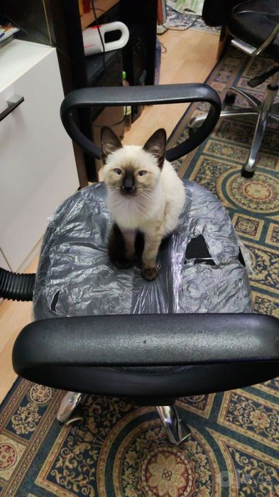 Сиамский кошка 4 мецяса