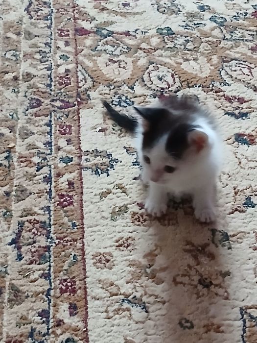 Домашние животные