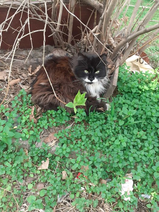 Подарявам   женско коте