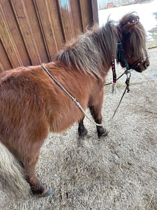 Ponei armăsar de vânzare