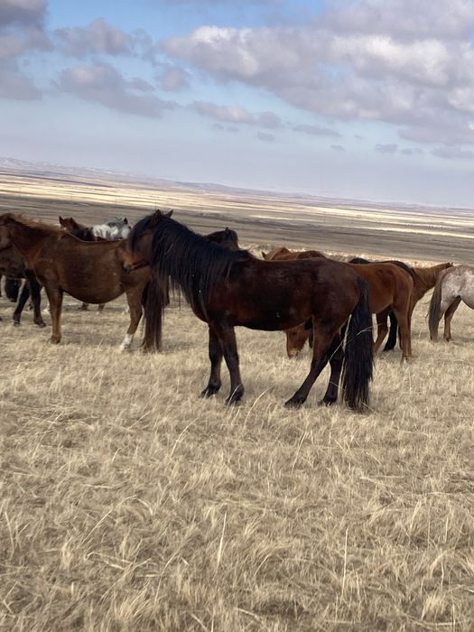 Айгыр сатамын айрбаста бар