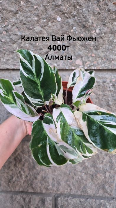 Комнатные растения