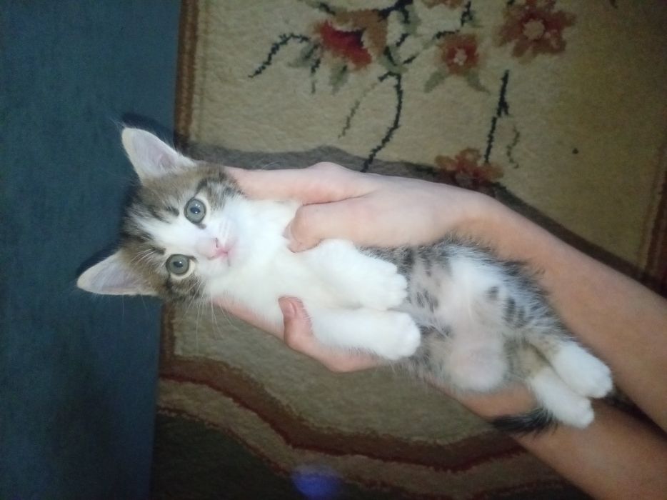 Оддам катят в хорошие руки