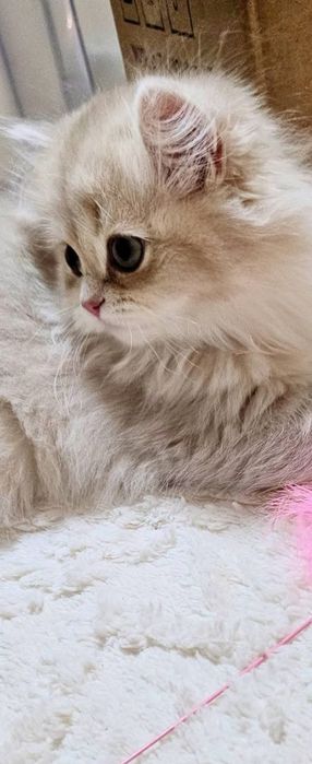 Британски котенца лилаво злато