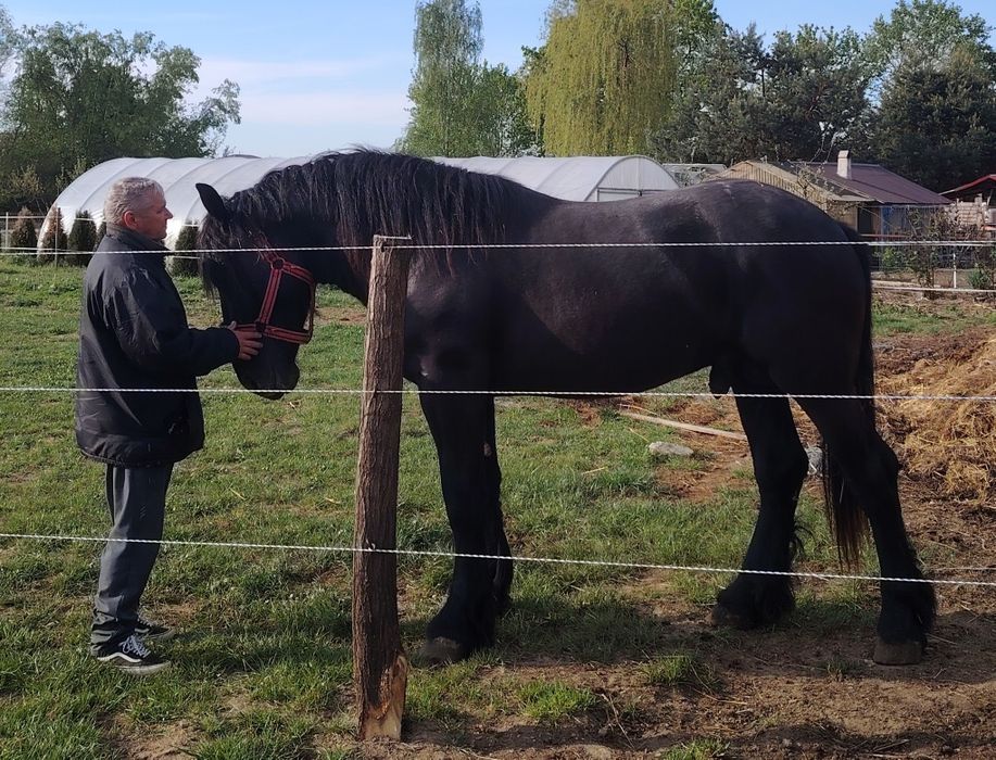 Mânz de 2 ani Percheron