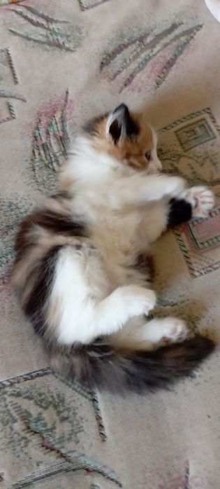 Отдам котенка девочка