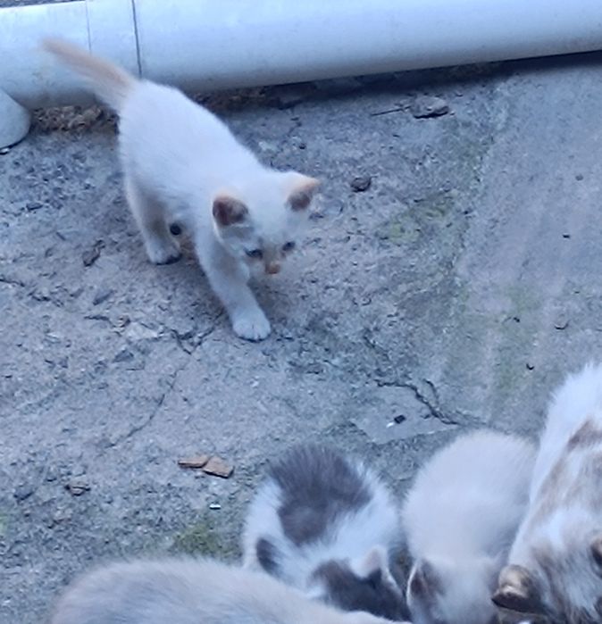 Котятки в добрые руки