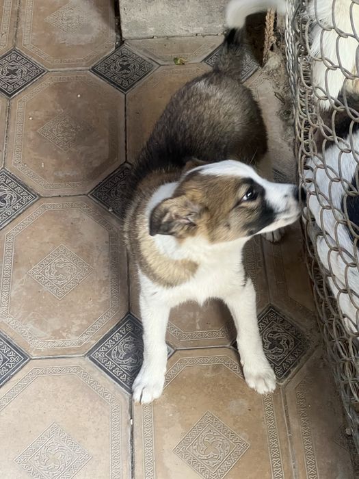 Отдам щенка в добрые руки