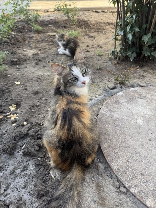 Мушук болалари текин