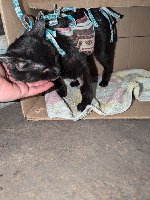 Красивая кошечка ищет дом