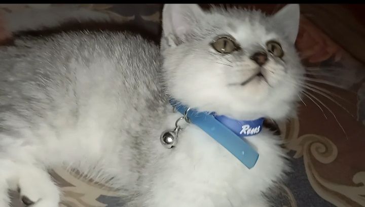 Бухоро шаҳарда мрамор Шиншилла 7 ойлик ўғилча сотилади