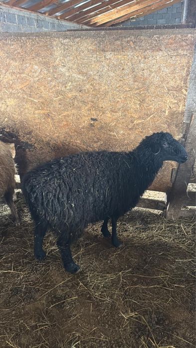 Продаю кой токты кошкар