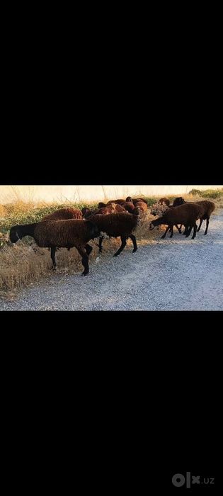 Toza qoli hsori simjun kashtan varyantidan