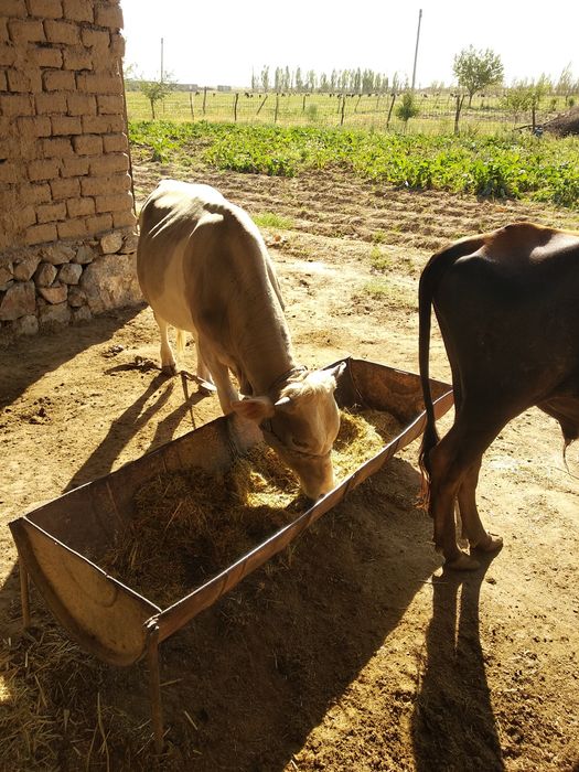 1 yoshdan oʻtgan buqachalar sotiladi 2 ta bir joyda 1 yoshdan oʻtgan