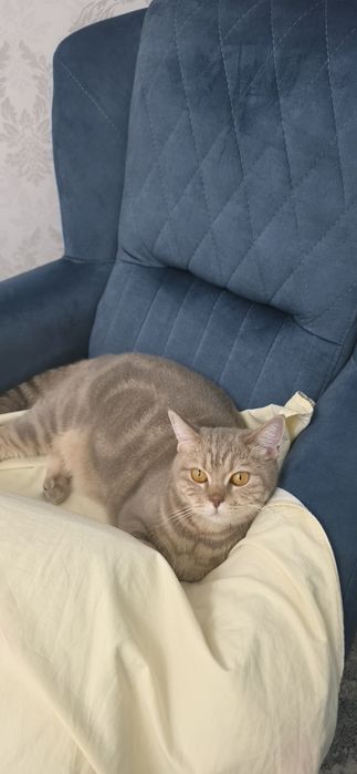 Отдам кошку в добрые руки