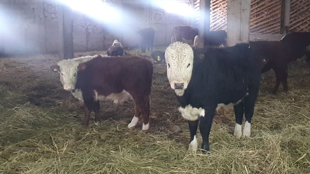 Продам откорм бычков