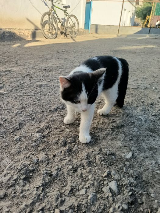 Кошка в хорошие руки самец