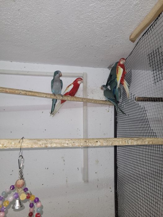 Vind, schimb Papagali rosella penant,peruși, călugări
