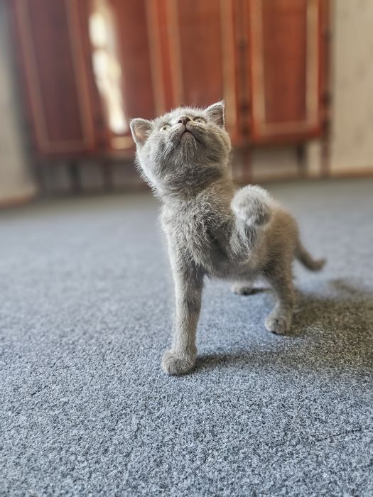 Mushukchalr skitka