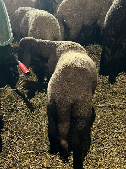 Miei birci de vanzare