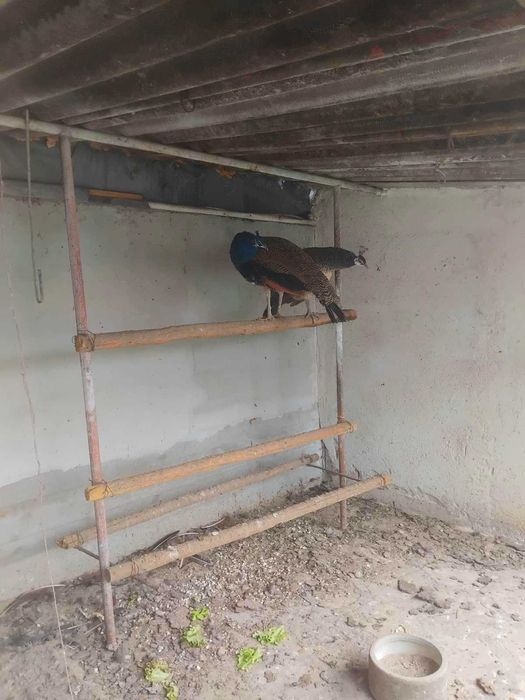 Двойка пауни....