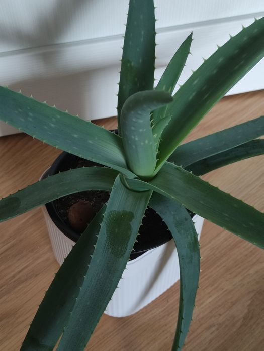 Алоэ 2500        .