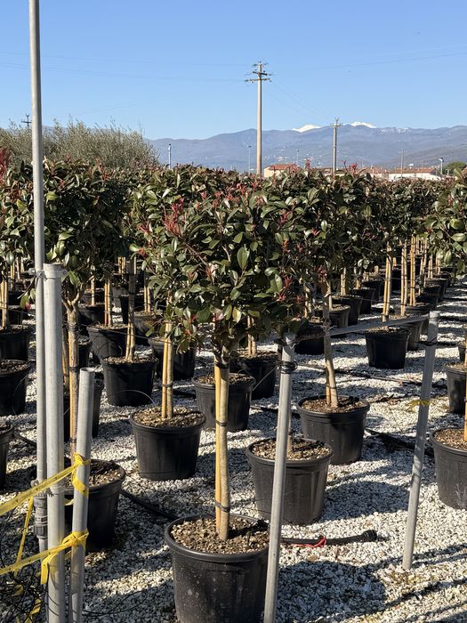 Photinia Red Robin tufa /tija (Plante ornamentale )