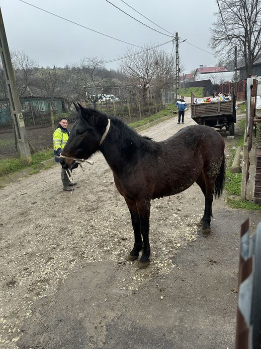 Vand cai 1 an jumate