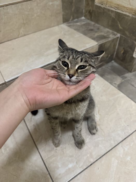 Ласковая кошечка ищет дом