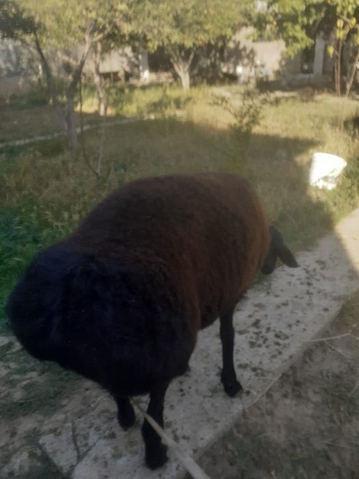 Кошкар жас тис жармаган