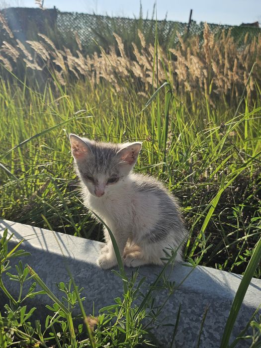 Ищем дом котенку