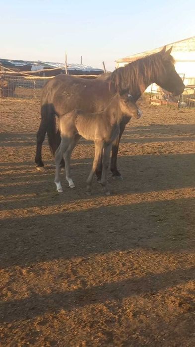 Продам табун лошадей. Кобылы(жерёбые) и жеребец .