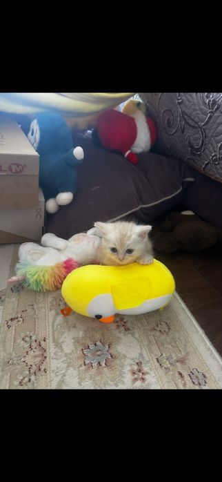 Шотландский котенок