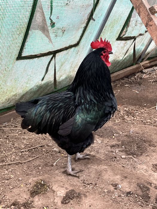 Cocoş australorp
