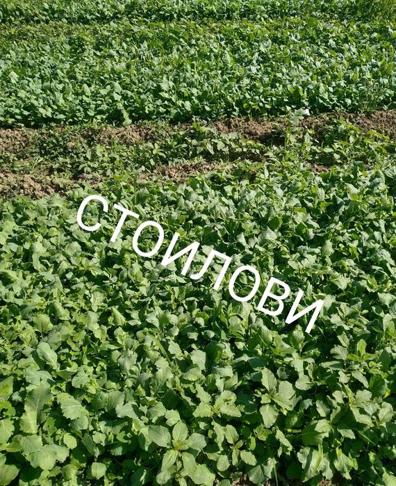 Разсад зеле Кьосе Балкан  и др.