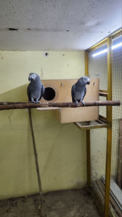 Jako boqishib turgan par sotiladi ikkalasiyam gapiradi. Qo’lga keladi.