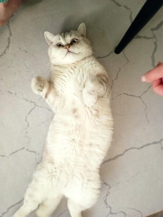 Кот на вязку шиншилла