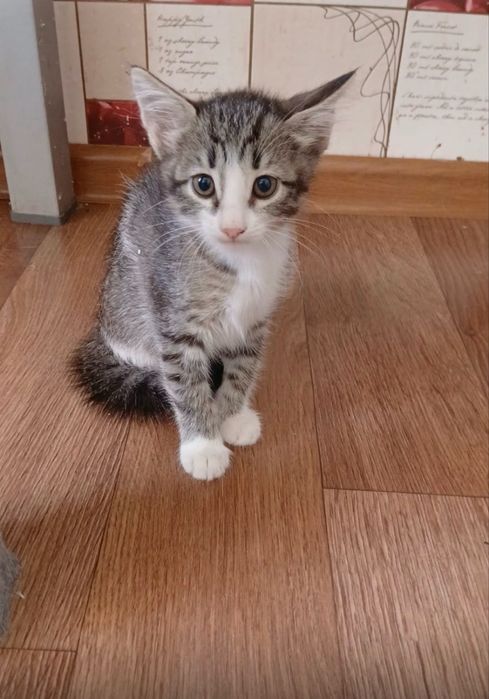 Котенок в добрые руки