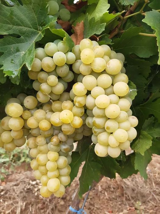 Struguri nohan alb De Vânzare