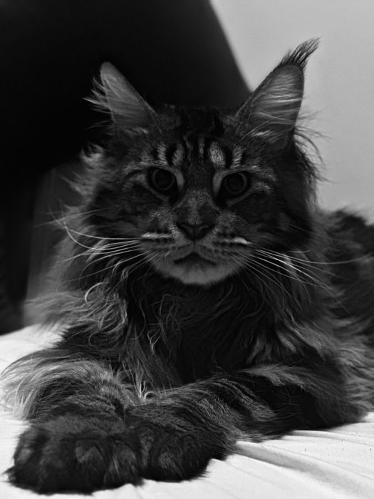 Отдам кота Мейн Кун