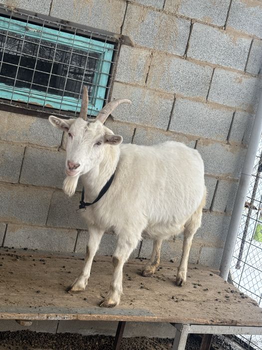 Козы молочные обмен интересно