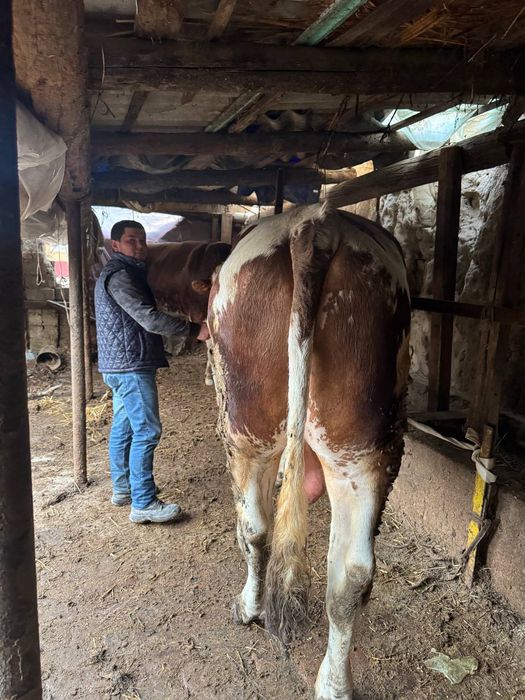 Toʻnali Buqala sotiladi