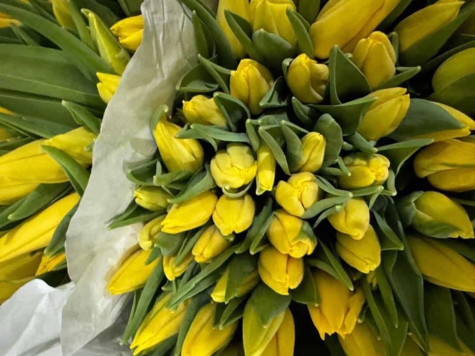 Тюльпаны Голландские оптом