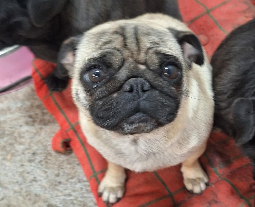 Продават се мопсче