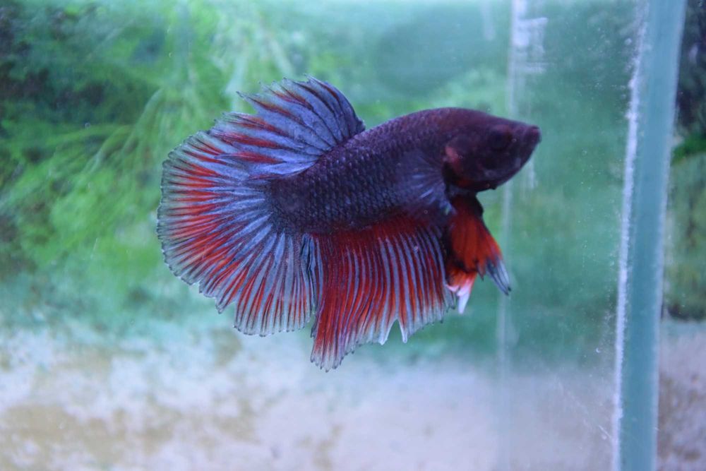 Pesti Betta Splendens Halfmoon Combtail Masculi Femele Acvariu