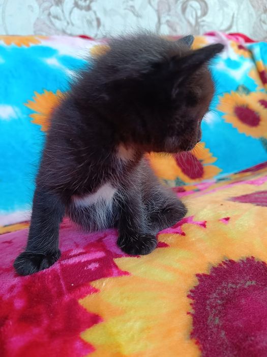 Отдам котят в хорошие руки