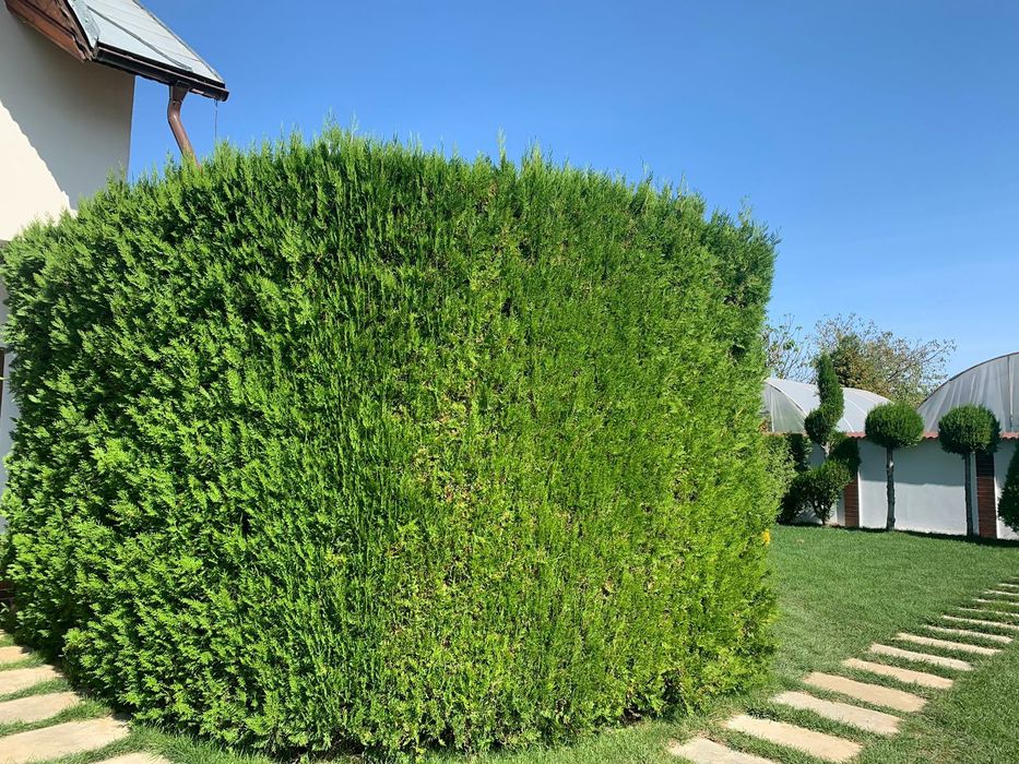 Tuia direct din pepiniera