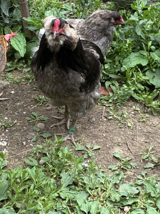 Vand cocos araucana albastru