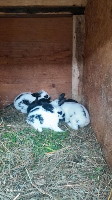 Vand pui de iepuri de 1 luna